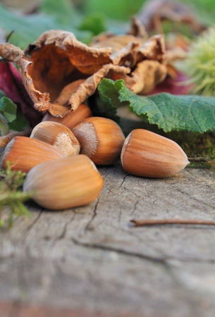 hazelnuts on wooden board with autumn leavesの写真素材