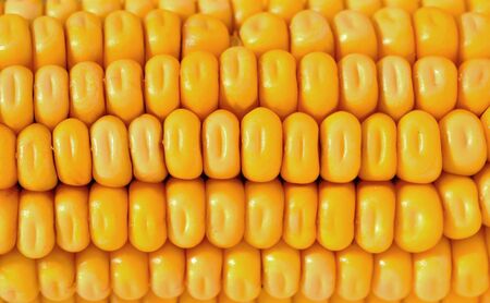closeup of the yellow corn kernels の写真素材