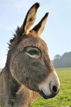 close on a cute donkey in a meadow 