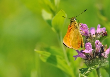 brown butterfly pollinating a pink flower on green backgroundの写真素材