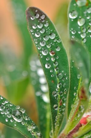small raindrops on the young foliage of a plant