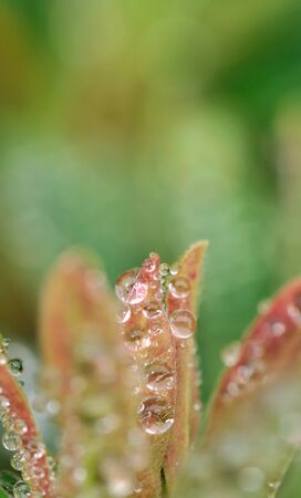 small raindrops on the young foliage of a plantの写真素材
