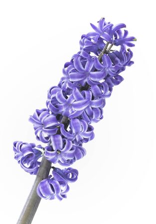 cut flower of purple hyacinth isolated on white backgroundの写真素材