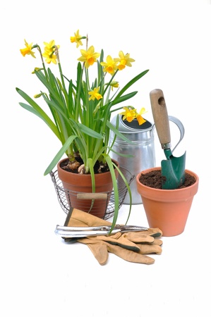 Potted daffodils with garden tools on white backgroundの写真素材
