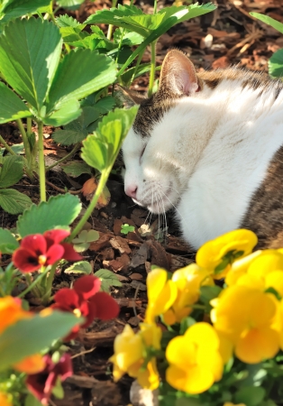 Tabby and white cat sleeping in flowersの写真素材