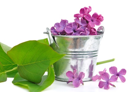 purple lilac flowers in a small metal potの写真素材