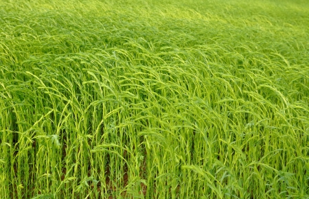 field of green flax bent by the windの写真素材