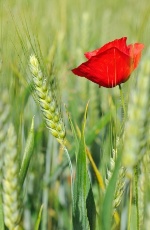 pretty poppy in a barley field under blue skyの写真素材
