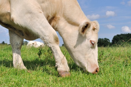 close up of a cow grazing in the meadow grassの写真素材