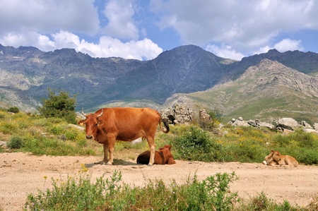 cow and calves on a path in the Corsican mountainsの写真素材