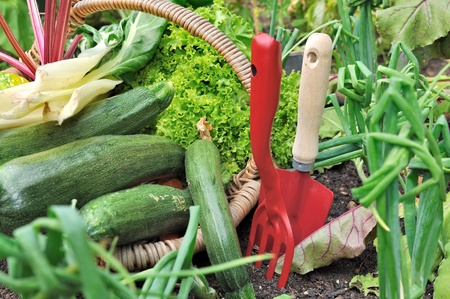 gardening tools with basket of vegetables from the gardenの写真素材