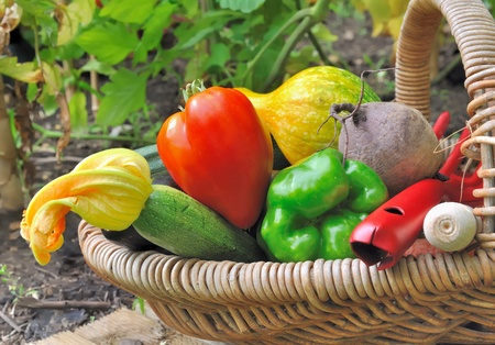 fresh colorful  vegetables in a basket in garden の写真素材