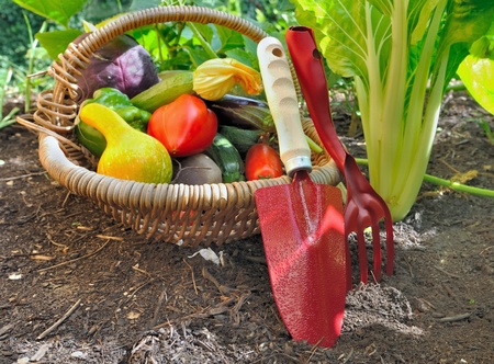seasonal vegetables in a basket with red tools in garden の写真素材