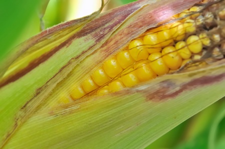 closeup on  a cob of maize in green background 
