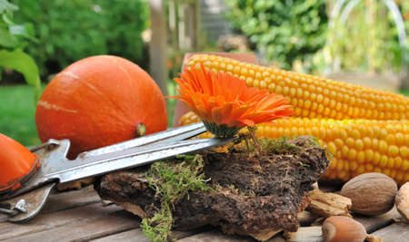 flowers and vegetables placed together in the garden after pickingの写真素材