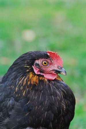 close up on a black hen feathers in green background の写真素材