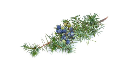 juniper branch with berries on white backgroundの写真素材