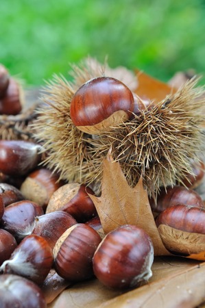 close on chestnutsの写真素材