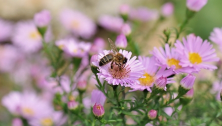 wasp foraging an aster flower in a gardenの写真素材