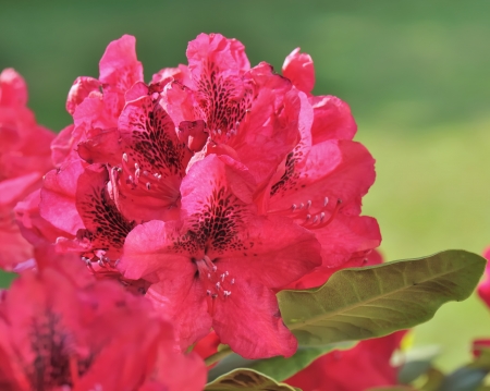 close on a beautiful rhododendron flower の写真素材