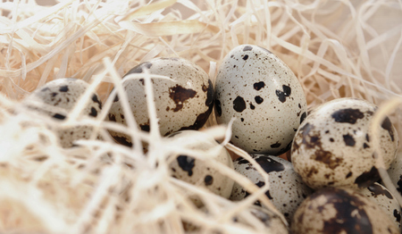 small quail eggs nestled in strawの写真素材