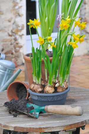 narcissus in pot and garden tool Repottingの写真素材