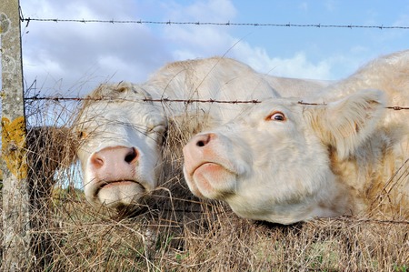 two cows passing their head through a barbedの写真素材