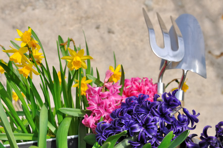 spring flowers and gardening tools against wall の写真素材