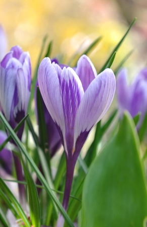 closeup on beautiful purple crocus on colorful background