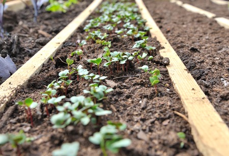 closeup on  radish sprouts in a vegetable garden の写真素材