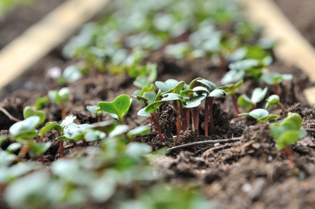 closeup on  radish sprouts in a vegetable garden の写真素材