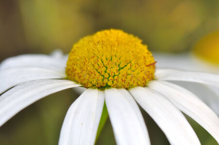yellow  and round heart of a daisy blossomsの写真素材