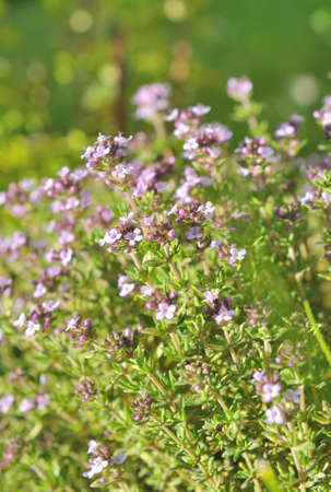thyme in flower in a gardenの写真素材