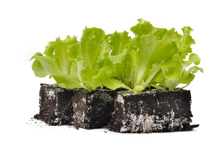 young salad shoots isolated on white backgroundの写真素材