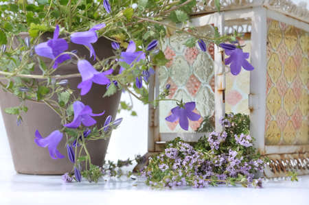 purple flowers and thyme in a lantern on white background の写真素材