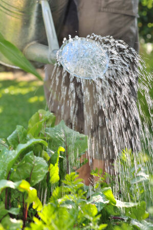 outgoing water from a watering can held by a gardenerの写真素材