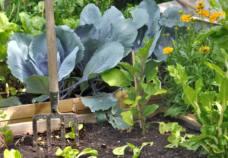 vegetables in garden with gardening tools