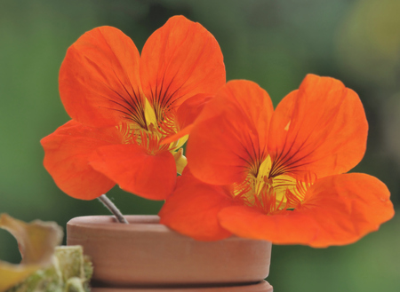 closeup on pretty nasturtium in terracotta potの写真素材