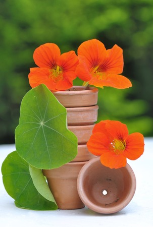 Pretty nasturtiums arranged in small terracotta pots の写真素材