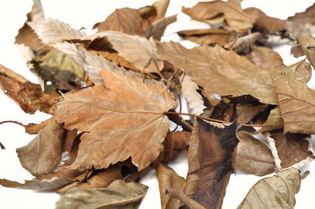 pile of various dead leaves on white background