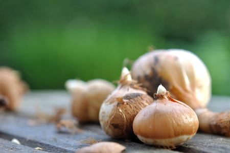 close on flower bulb on a table gardenの写真素材