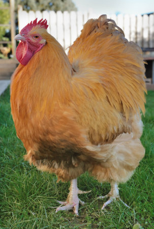 beautifuf orpington rooster  fawn in the grass in gardenの写真素材