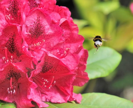 Bumblebee full of  pollen near a rhododendron flowerの写真素材