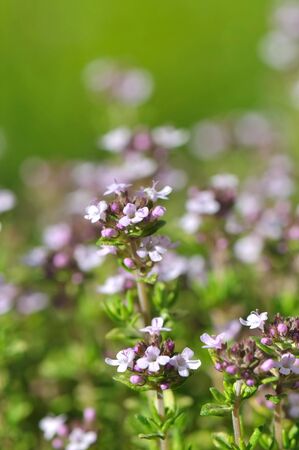 close view of small pink and white flowers thymeの写真素材