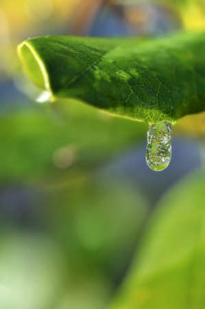 closeup on a drop of water frozen on a green leafの写真素材
