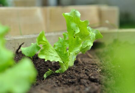 close on a young lettuce plant in the soil in patchの写真素材