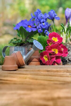 pretty springtime flowers on wooden plank  with little pots and watering canの写真素材