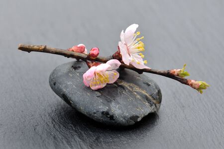 twig in bloom on a black stone and black backgroundの写真素材