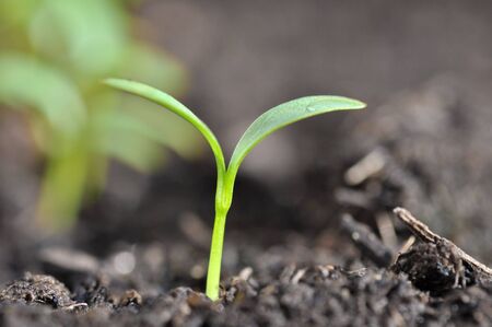 close on little and greenery seedling in soil