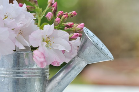 pretty bush of cherry blossom in a little metal watering canの写真素材